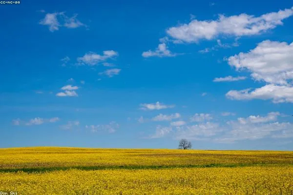 Agricultural land for sale, road access